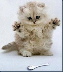 spoon_cat