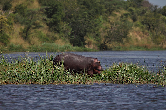 Марчисон Фолс (Murchison Falls) 
