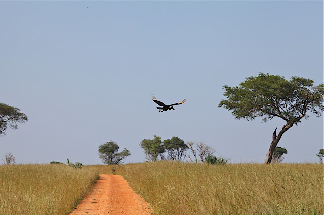 Марчисон Фолс (Murchison Falls) 