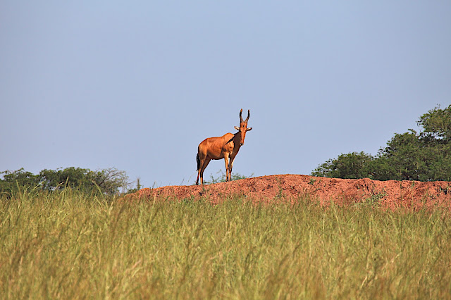 Марчисон Фолс (Murchison Falls) 
