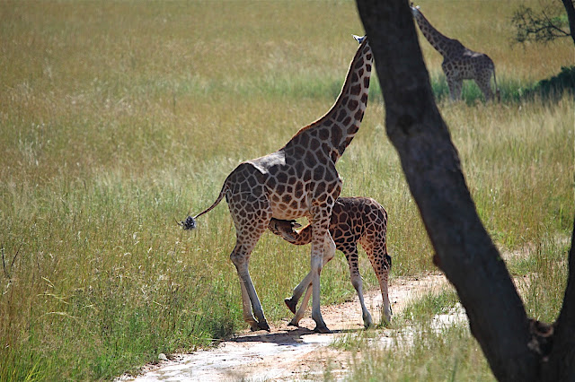 Марчисон Фолс (Murchison Falls) 