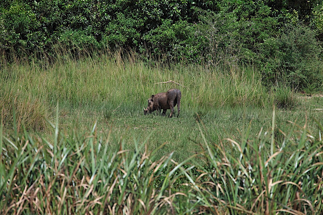 Марчисон Фолс (Murchison Falls) 