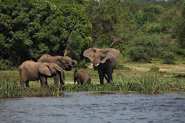 Марчисон Фолс (Murchison Falls) 
