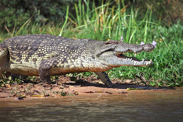 Марчисон Фолс (Murchison Falls) 