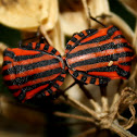 Red-black Shieldbug,Percevejo