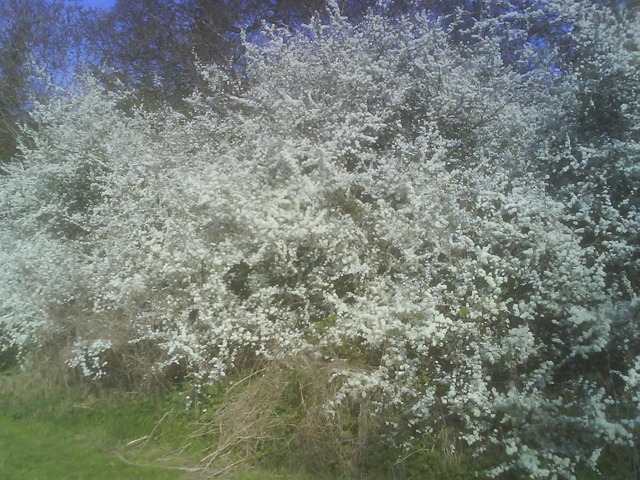 [Blackthorn - sloe blossom - white and frothy[2].jpg]