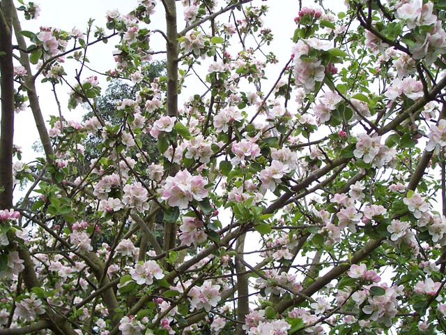 [Apple blossoms[2].jpg]