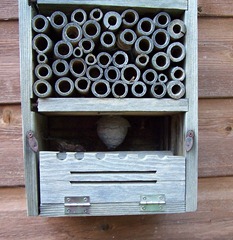 Insect house with tiny wasp nest in the basement