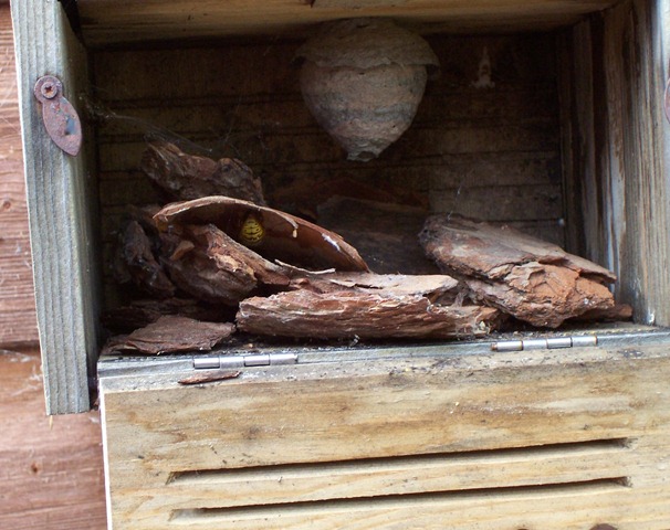 [Wasp nest and sleeping adult wasp[2].jpg]