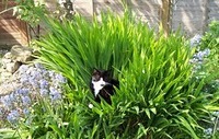 [The cat in Montbretia[2].jpg]