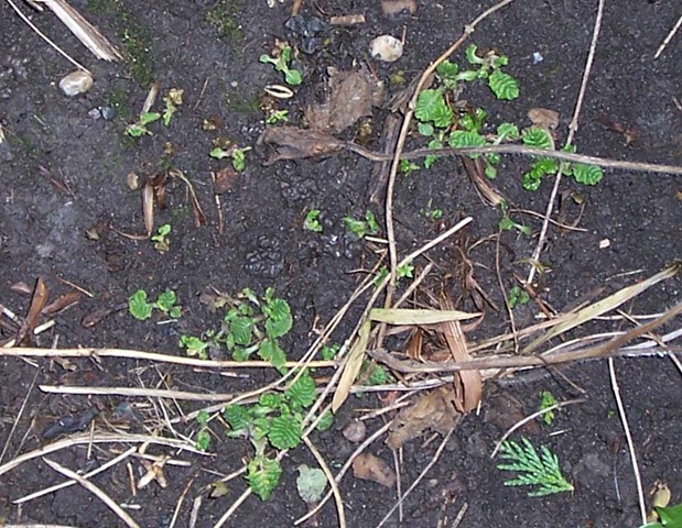 [Wild primroses[2].jpg]