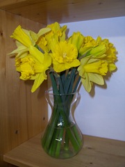 Bunch of daffodils