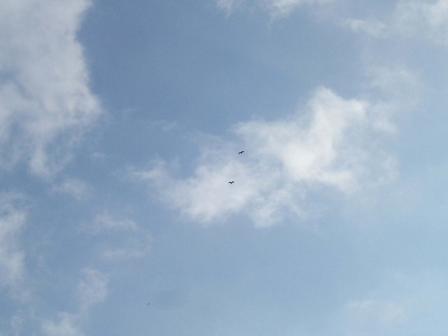 [Pair of Red Kites flying in courtship[2].jpg]