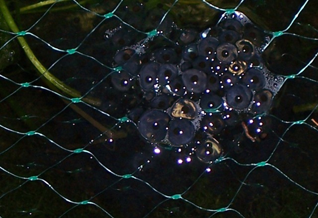 [Frog spawn close-up 21 March - 1st day of Spring[2].jpg]
