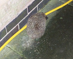 Hedgehog - first of the year