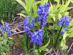 Blue hyacinth