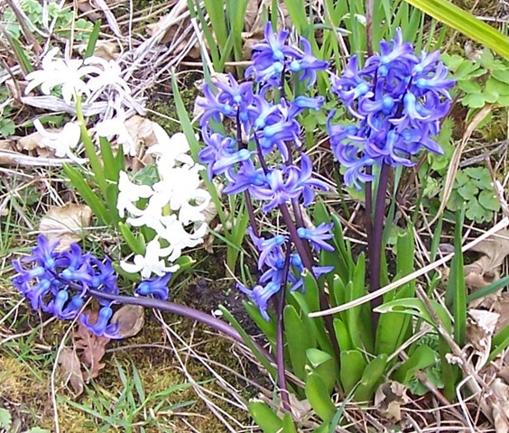 [Blue and White Hyacinth - April 2010[2].jpg]