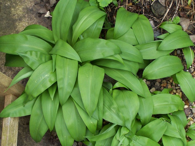 [Wild garlic[2].jpg]