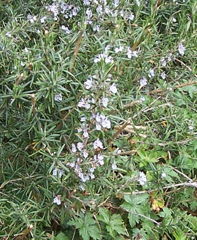 [Rosemary herb in flower[2].jpg]