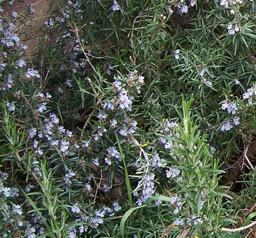 [Rosemary in blossom[2].jpg]