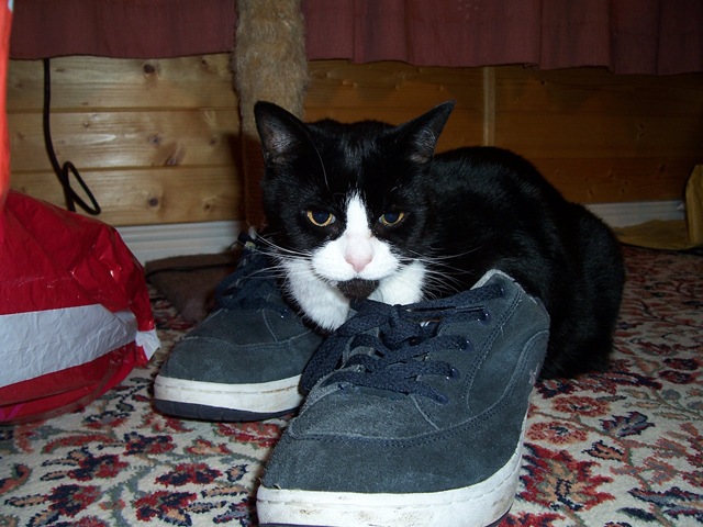 [She has to be Puss in Boots3[2].jpg]