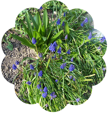 [Grape Hyacinths with Garden Bluebell leaves - 22.03.2009[4].png]
