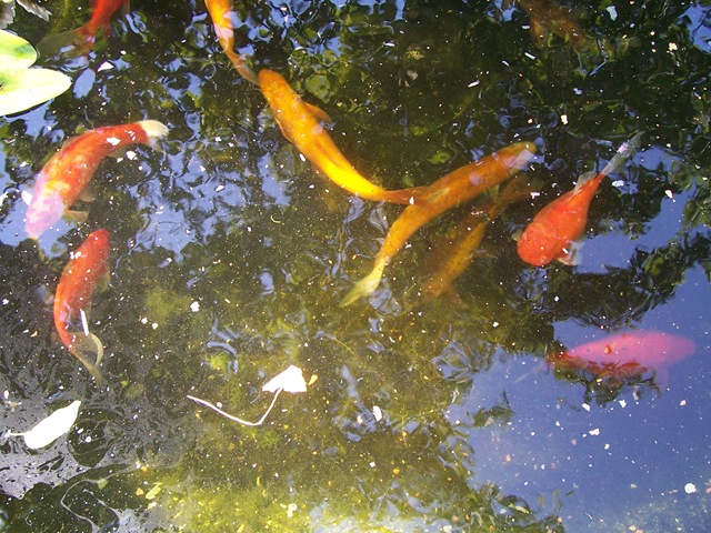[Fish in the pond - Golden Orfe, Goldfish and Golden Tench[4].jpg]