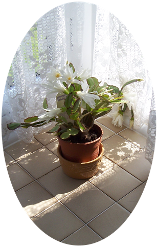 [Angel cactus - Christmas cactus white[4].png]