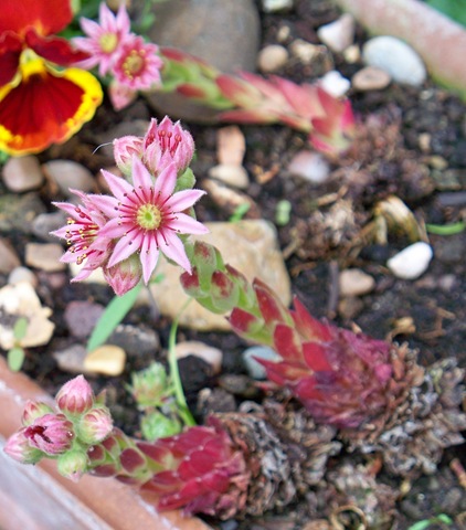 [Cobweb Houseleek or Ice Plant[4].jpg]