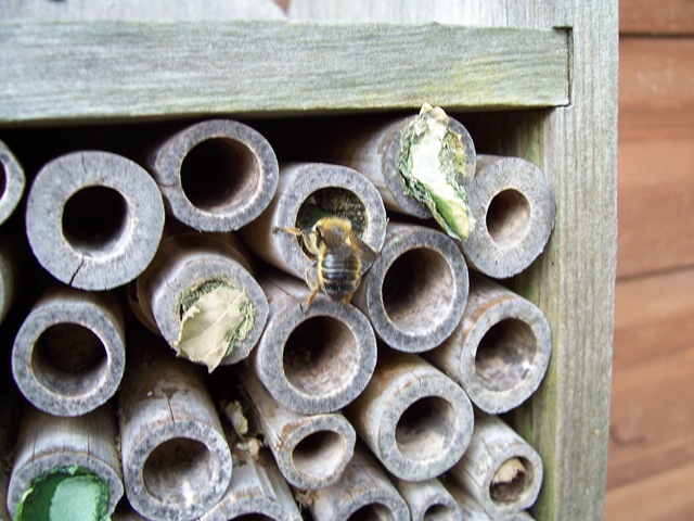 [Leaf-cutter bee - scraping out a new chamber[4].jpg]