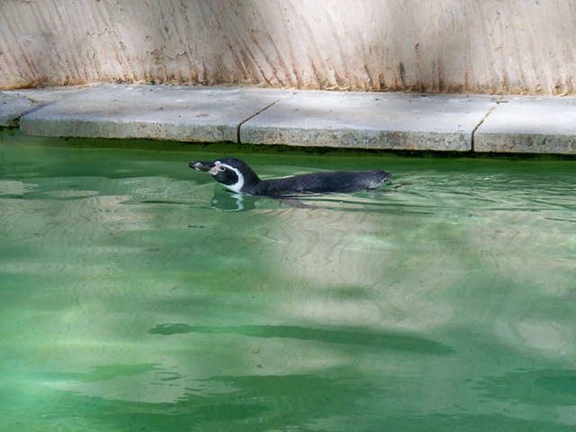[Solitary Humbold Penguin[4].jpg]