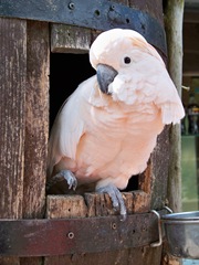 Macaw stepping out