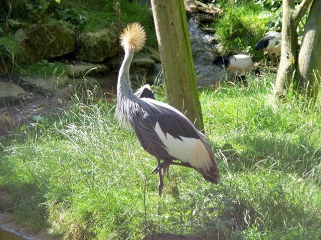 [Crane looking away[4].jpg]