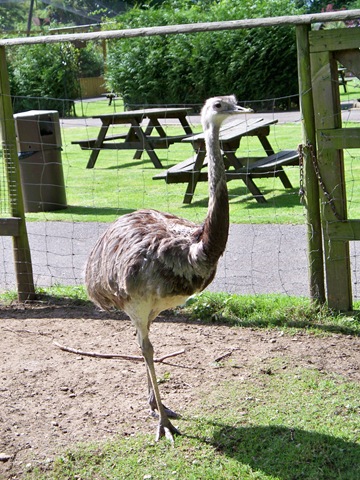 [Rhea standing still[4].jpg]