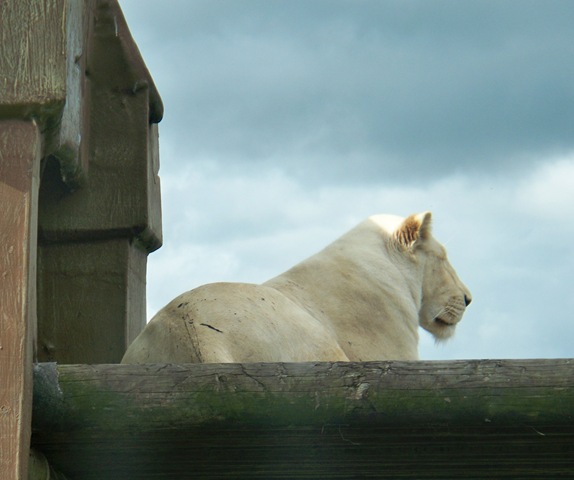 [White lion - female on wooden stand[4].jpg]