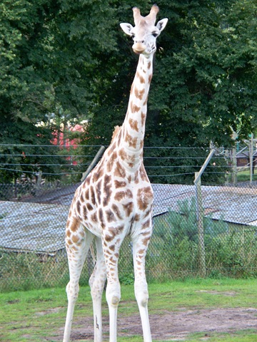[Giraffe standing tall[4].jpg]