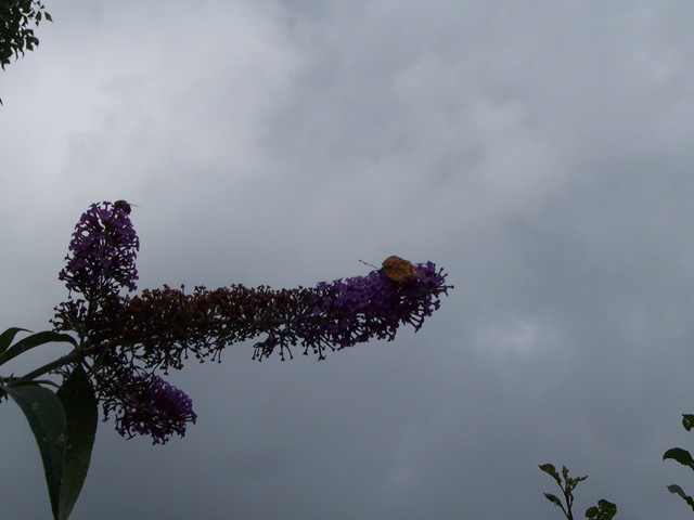 [Butterfly - butterfly at dusk[9].jpg]