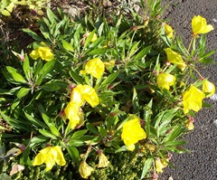 Evening Primrose - rockery