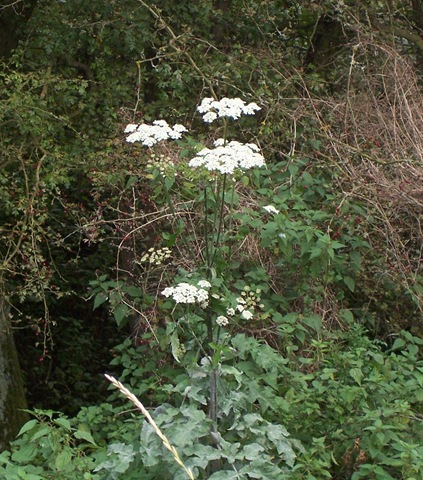 [Hogweed[4].jpg]