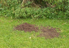 Molehill