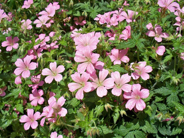 [Pink geranium - perennial[4].jpg]