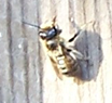 [The bee[8].png]
