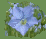 [blue flax flower[3].gif]