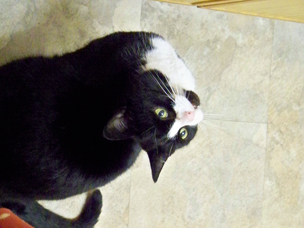 [Cat waiting for roast chicken 3[5].jpg]