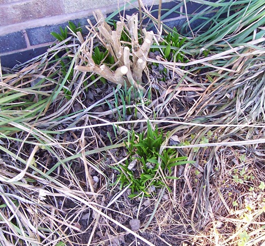 February bulb find February bulb find