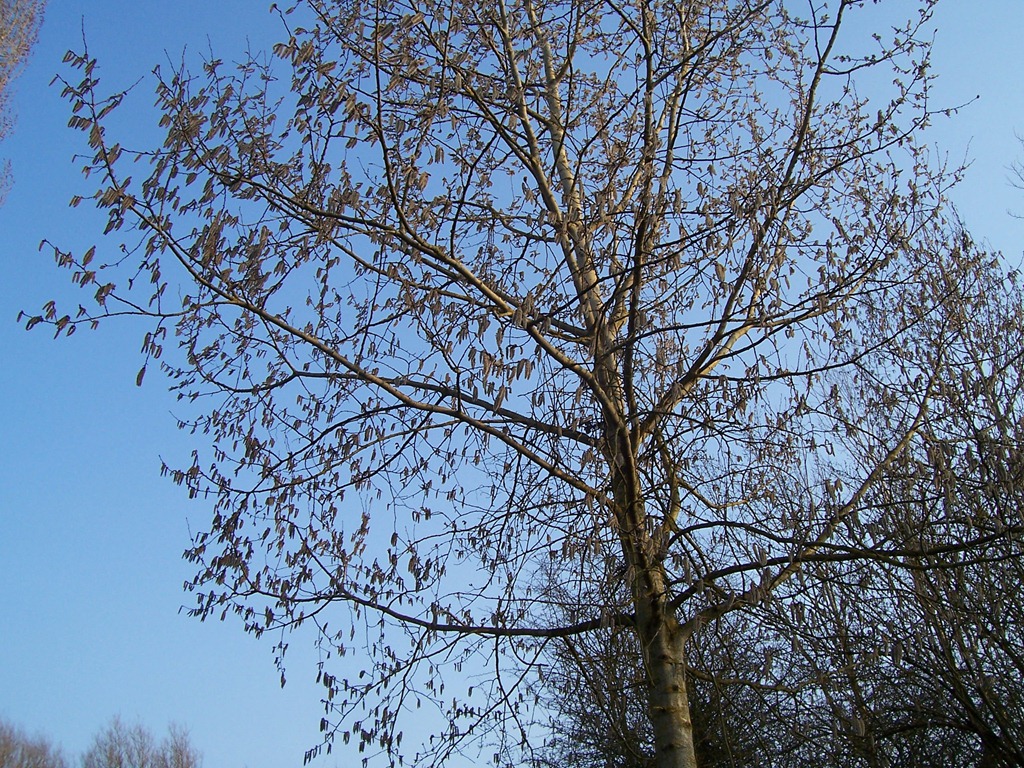 [Downy Birch (young tree)[3].jpg]