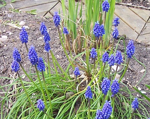 Muscari - or - Grape hyacinth