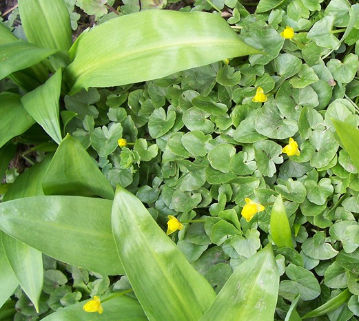Lesser celandine and the leaves of wild garlic