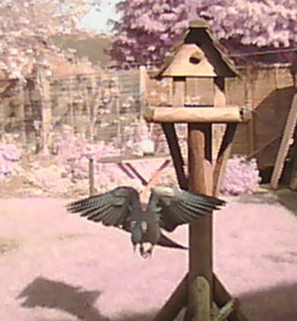Pigeon pause