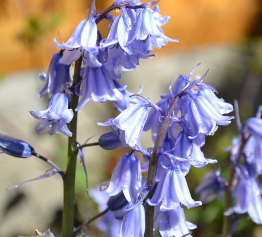 Domesticated bluebell flowering in May